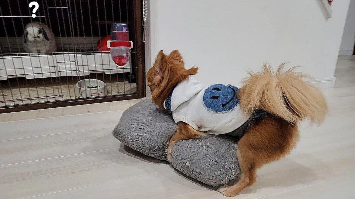 激しい行為の途中に電池が突然切れた犬【チワワのうり】
