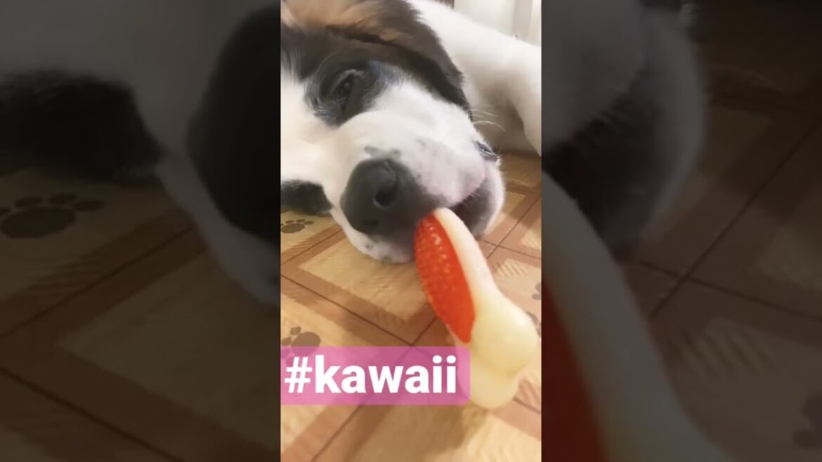 【日常】セントバーナードの子犬の寝る時のstyleは？