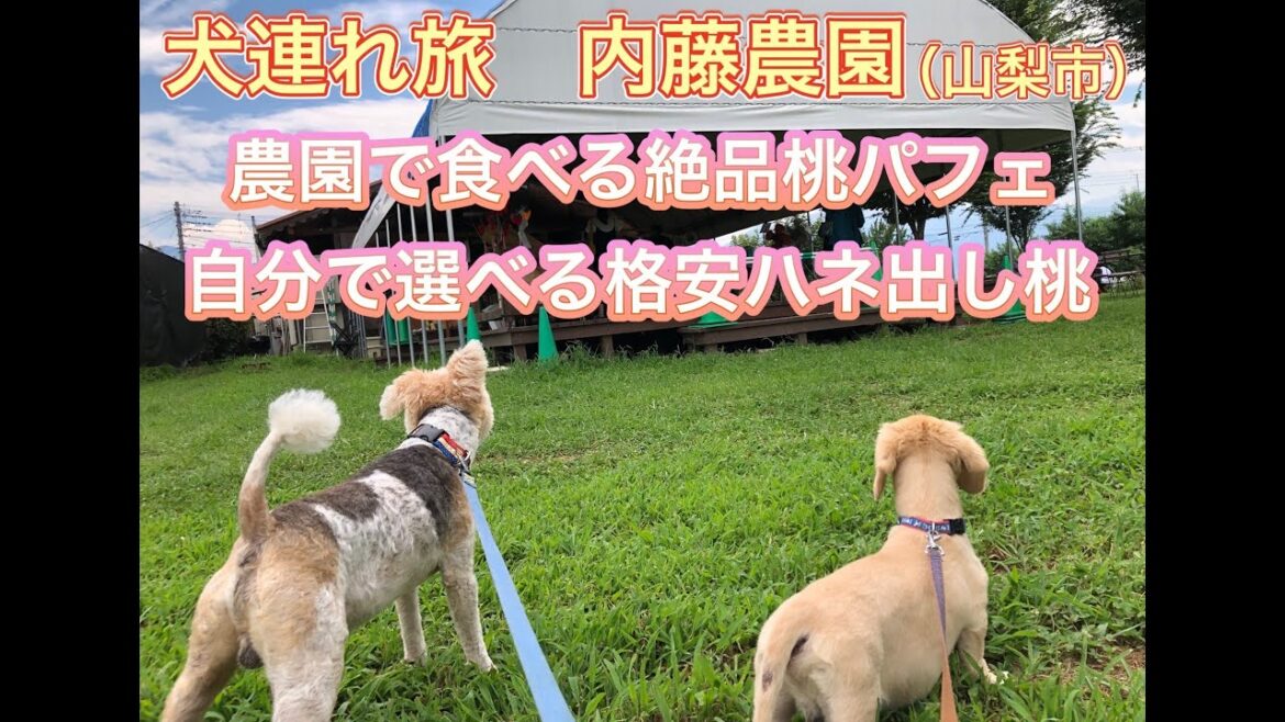 【#犬連れ #ドライブ 】#山梨 #内藤農園 #美味しい テレ朝「グッド！モーニング」で紹介　並ばずに絶品の #桃パフェ と自分で選ぶ #ハネ出し #桃　#ワイヤーフォックステリア  #ダックス
