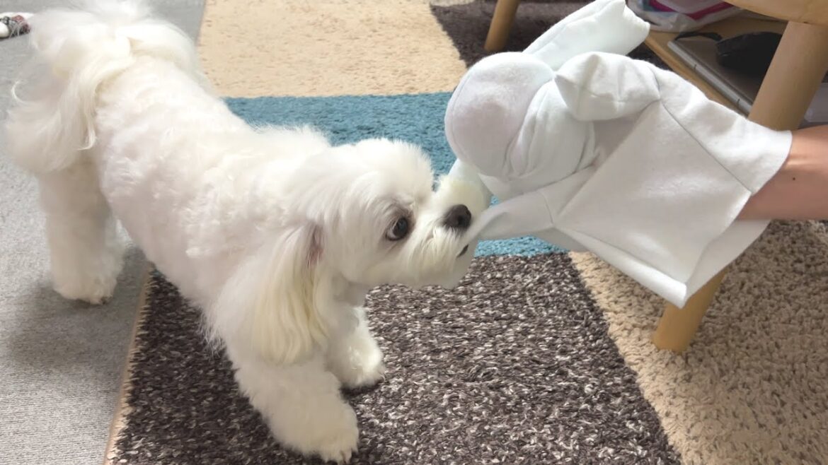 愛犬にそっくりのパペットを作ったらブチギレられました【マルチーズ】