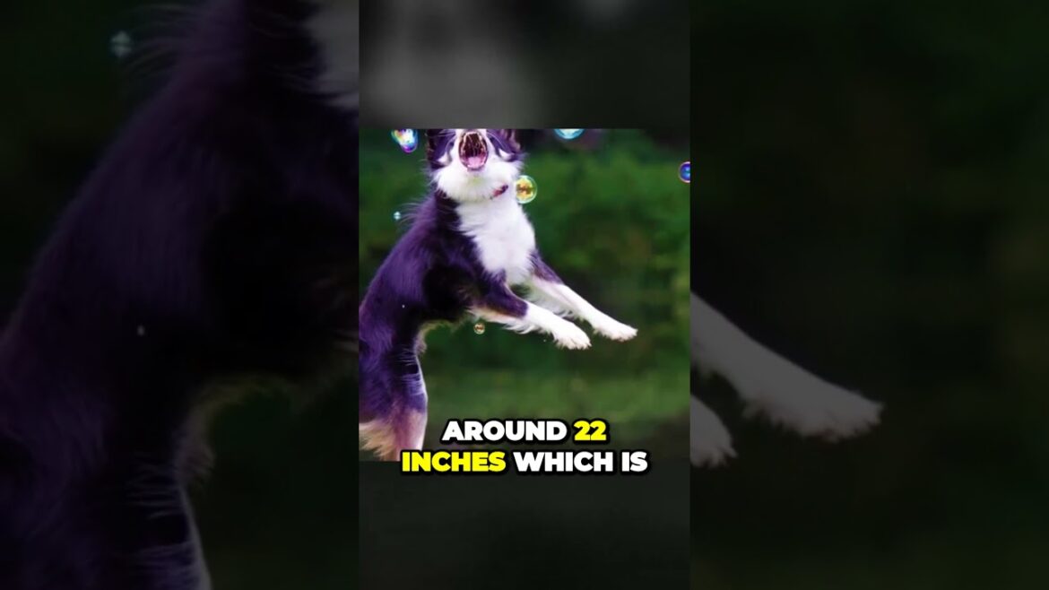 Bearded vs Border Collie - Which One is Bigger?