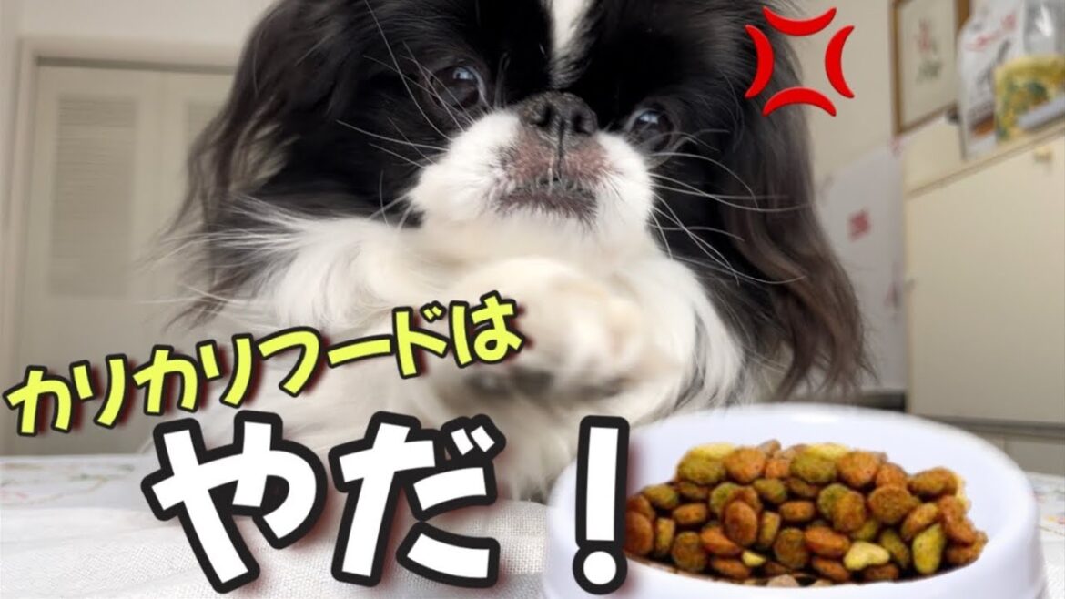 フードを食べないワンコと悩める飼い主の犬ご飯奮闘記 フードを食べないワンコと悩める飼い主の犬ご飯奮闘記