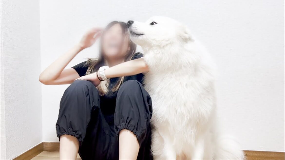 大好きなママからなでなでしてもらえないので遠吠えでアピールする犬が面白すぎた！【サモエド】