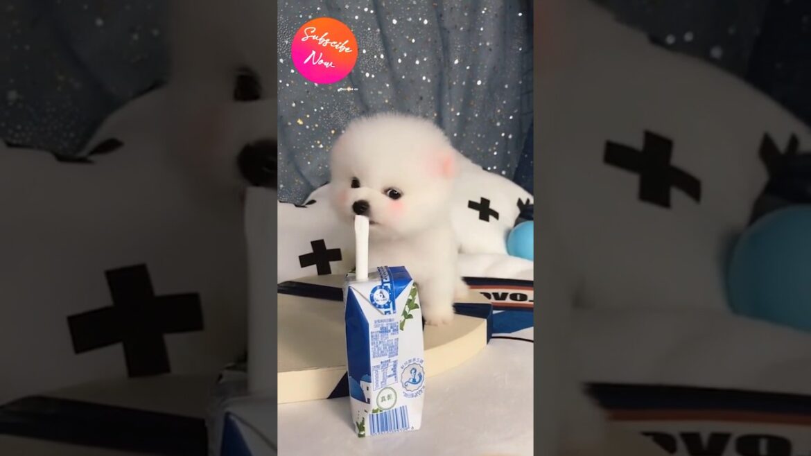 Puppy Sips #youtubeshorts #trending #shorts #viral