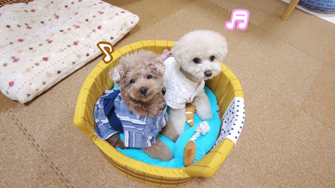 夏祭りの音が聞こえるので兄妹犬と楽しんだら兄犬が想像以上にノリノリだった! 夏祭りの音が聞こえるので兄妹犬と楽しんだら兄犬が想像以上にノリノリだった!