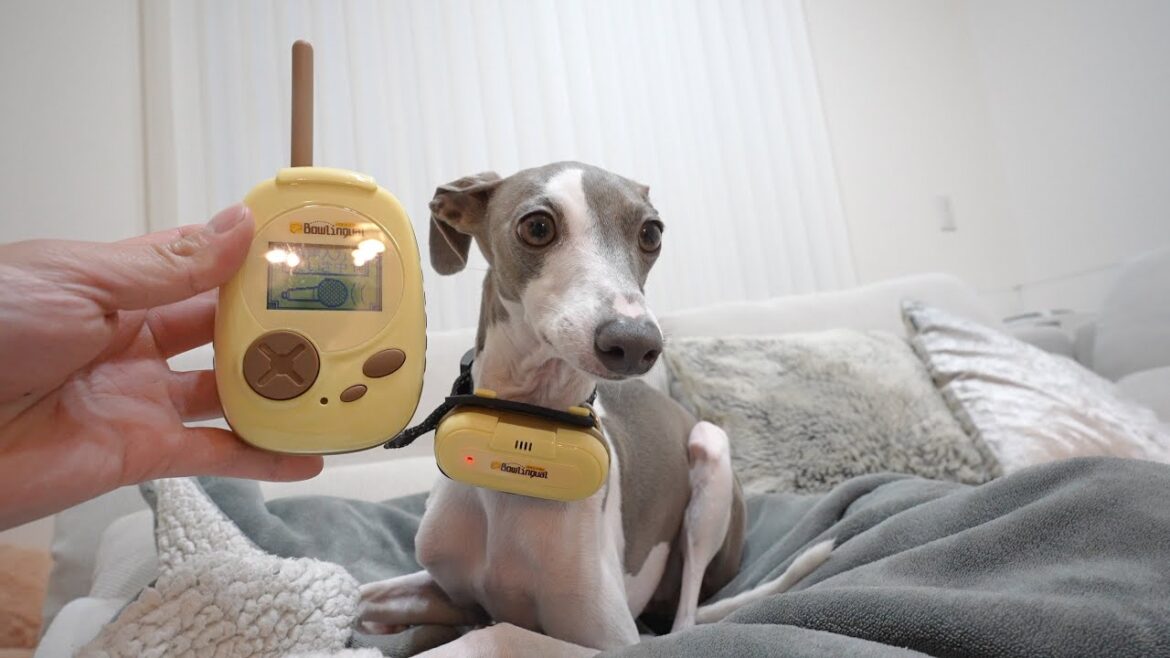 犬の気持ちが分かる翻訳機でチャイムが鳴ると吠える愛犬が何を言っているのか確認してみた結果www
