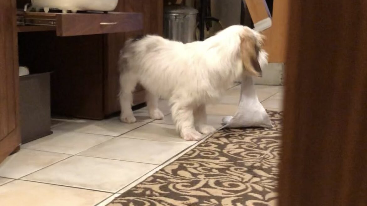 ふきん泥棒あびを、負ける【プチバセの子犬】