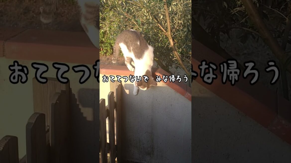 ヒトんちでくつろぎ、おうちへ帰る隣の猫　#shorts #犬と猫