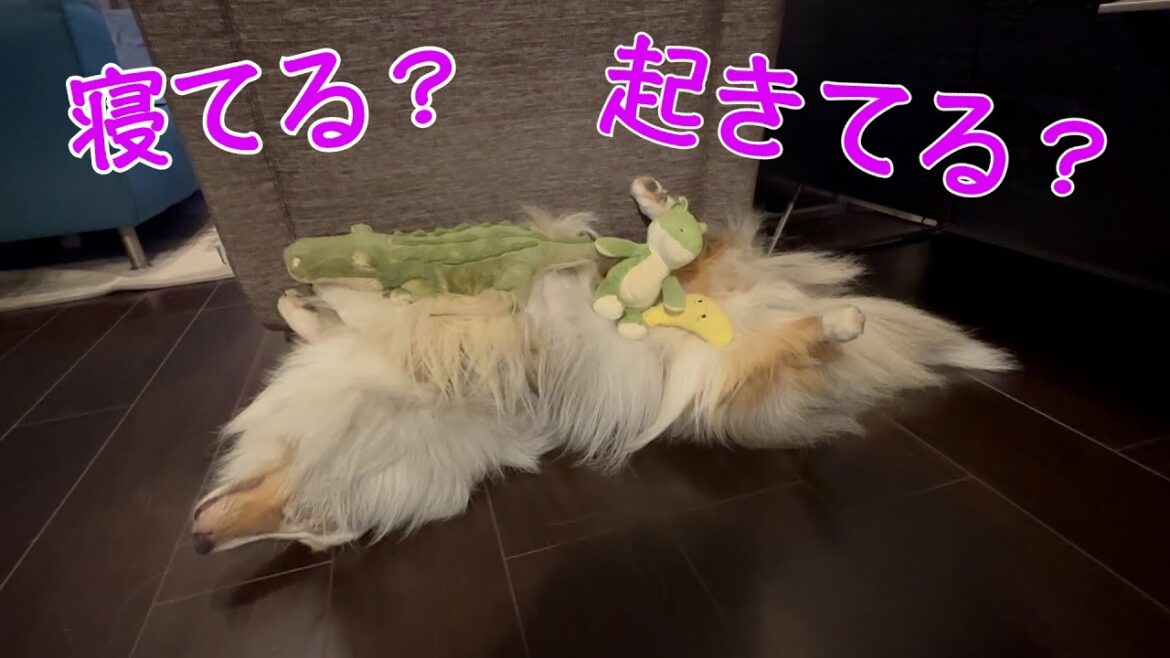 【シェルティ】爆睡中の愛犬にイタズラしたらこうなりました笑。＃シェルティ #ブルーマール ＃Sheltie #シェットランドシープドッグ#shetland sheepdog ＃犬の散歩