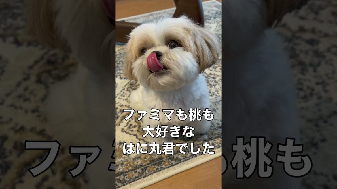 ファミマと桃が好きすぎるシーズー犬 【夜の散歩】#shorts  / Shih Tzu likes FamilyMart.