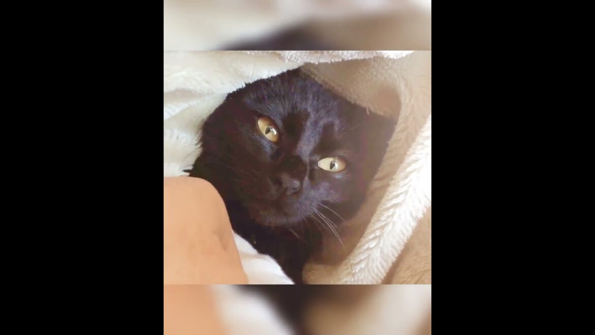 寝起きのゴロゴロ【ちー】#cat #日本猫 #黒猫 #shorts