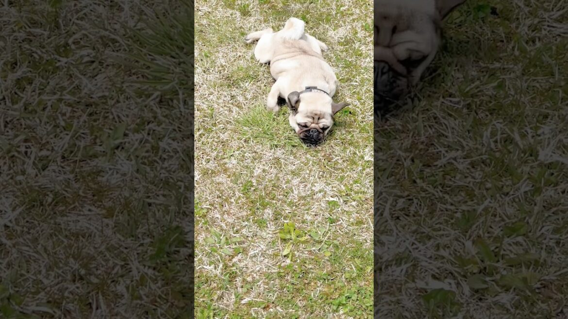 [パグ]セーフ！🐕💨 (headfirst sliding) #shorts