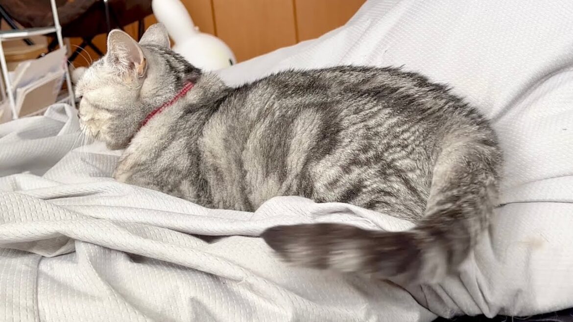 ちーちゃんを撫でたらすねちゃったあいちゃん ちーちゃんを撫でたらすねちゃったあいちゃん