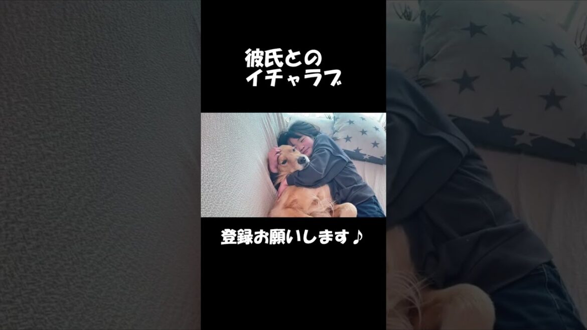もふもふ💕彼氏とイチャラブ【ゴールデンレトリバーとミニチュアダックスフンド】#shorts #箱入りクッキーはゴールデンレトリバー #goldenretriever