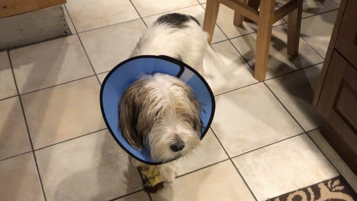 エリザベスカラー、ちゃんとしようね?【プチバセの子犬】【去勢】 エリザベスカラー、ちゃんとしようね?【プチバセの子犬】【去勢】