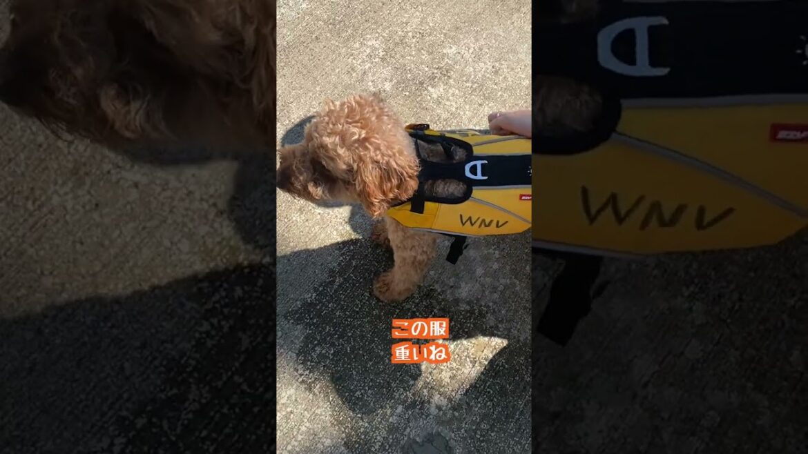【デカプー】ウェットスーツを着て準備万端なトイプードル