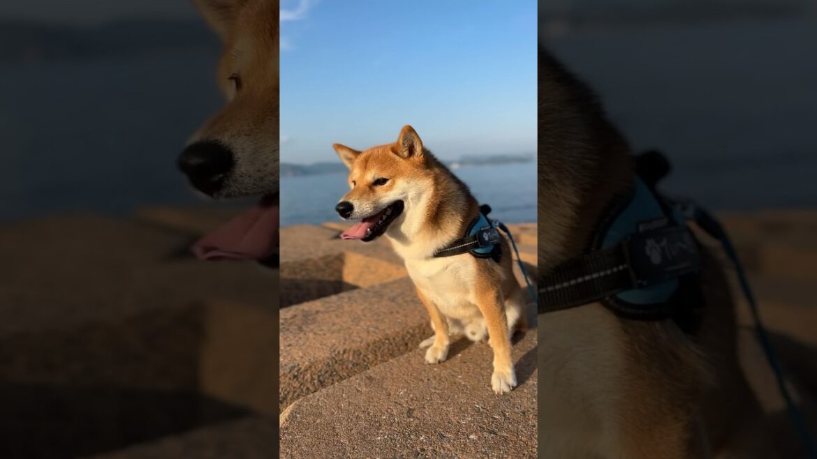 伊王島の海で遊ぶ柴犬てぃーだ　 #柴犬 #柴犬てぃーだ #かわいい