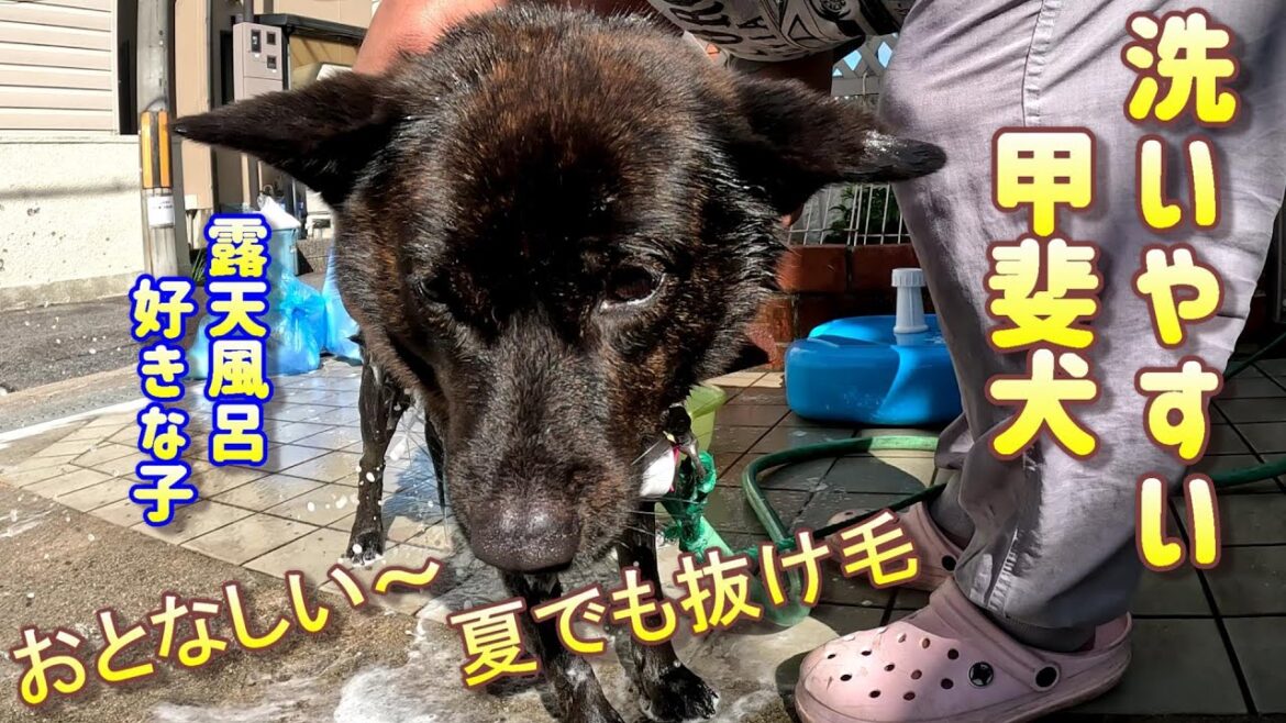 洗いやすい甲斐犬・でも抜け毛はスゲ～-　甲斐犬いち