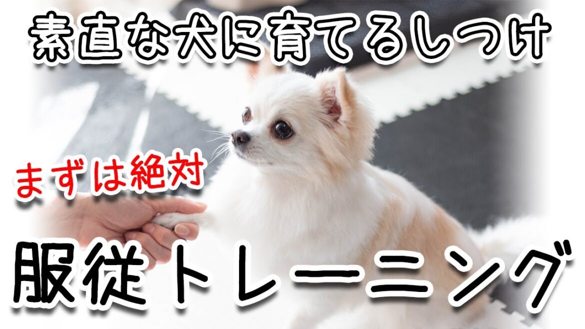 【犬のしつけ解説】主従関係と信頼関係を築くための服従トレーニングを教えます