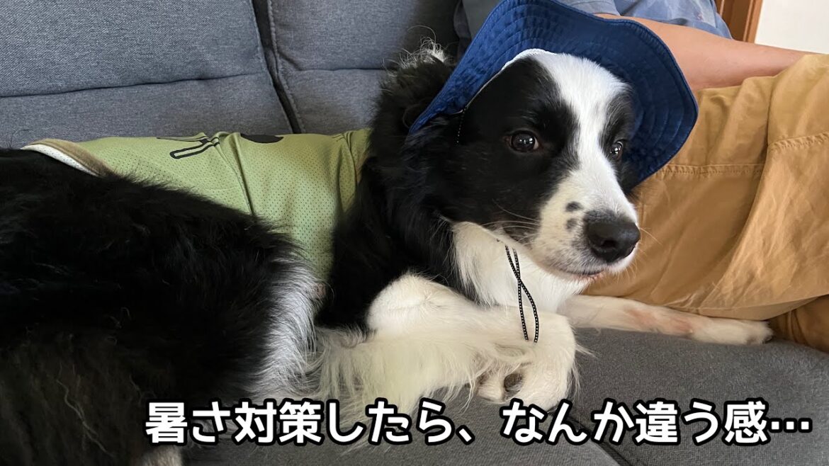 暑さ対策してみたら、なんかそうじゃない感が漂う愛犬（笑） #ボーダーコリー #bordercollie