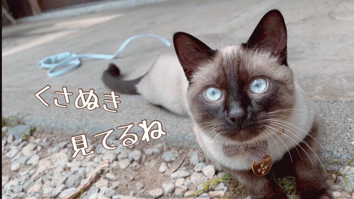 猫に草抜きの見守りをお願いした結果…とんでもない事に…笑