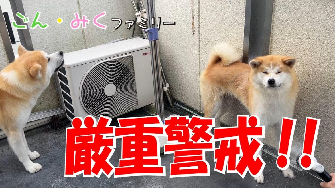 厳重警戒 熱中症　秋田犬【ごん・みく チャンネル】