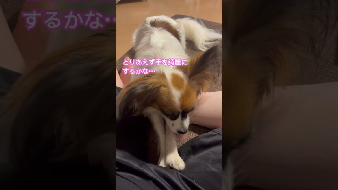 朝から構ってほしいパピヨン犬のハナちゃん
