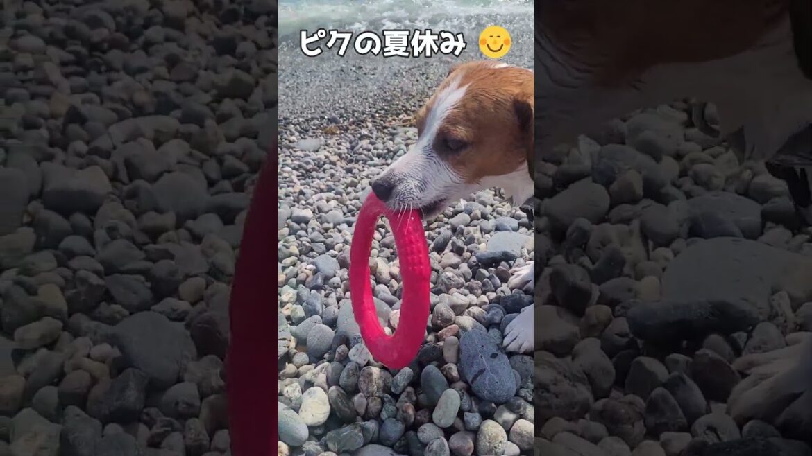 【ピクの夏休み】沼津 千本松海岸編　#ジャックラッセルテリア🐶 #shorts