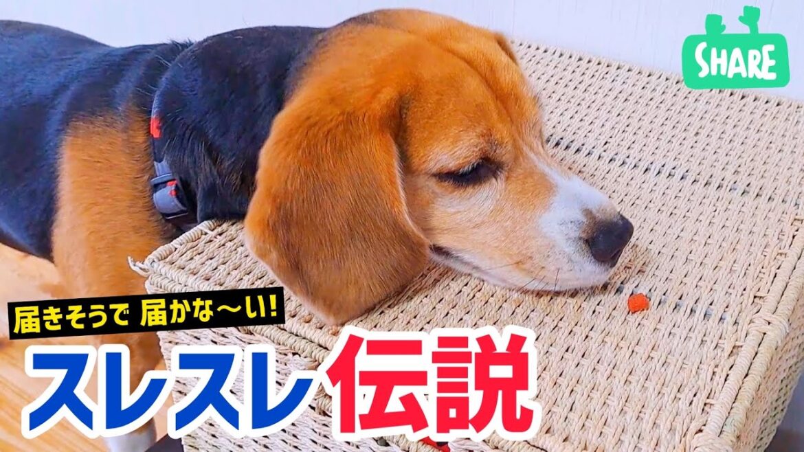 ビーグル犬　落としたごはん一粒にも本気！