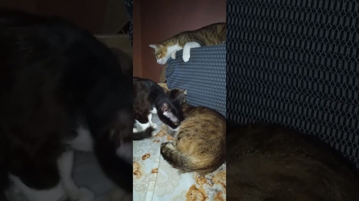 Mira et Tina