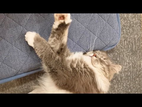 寝顔はかわいいけど寝相が悪すぎる猫【サイベリアンのラフィ】#shorts 寝顔はかわいいけど寝相が悪すぎる猫【サイベリアンのラフィ】#shorts