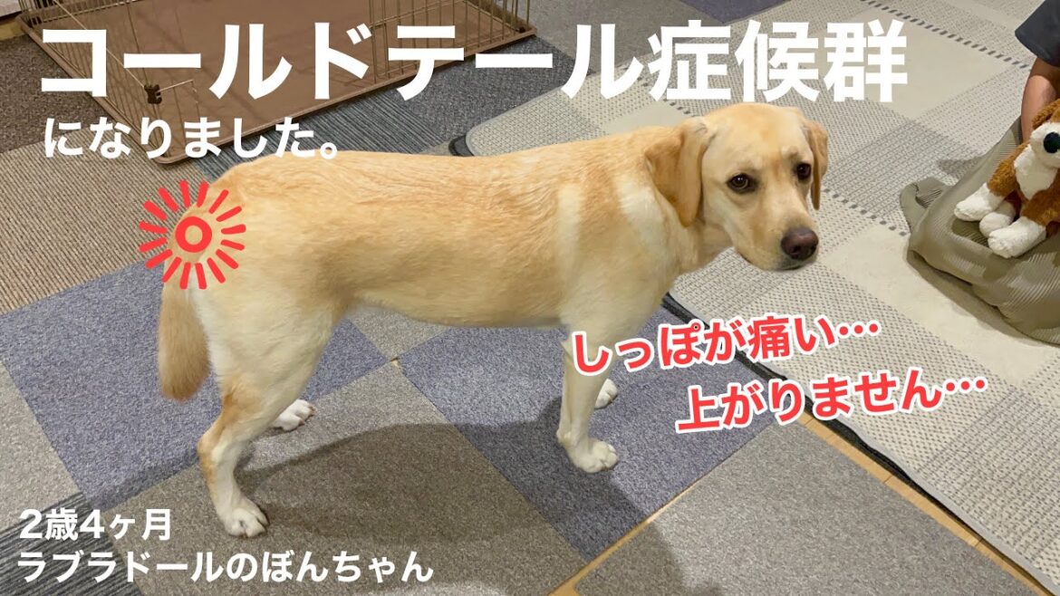 【ラブラドール#107】しっぽが上がらない⁉︎コールドテール症候群になりました。★ラブラドールレトリバー　labrador retriever 大型犬  病気
