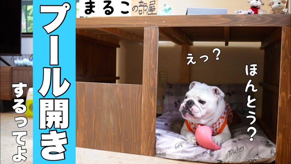 今年初のプール開きを始めると、我が家にネ申が降臨しました…