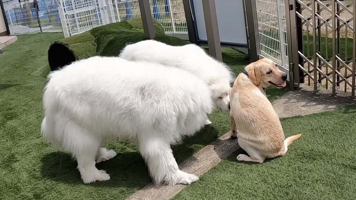 初めて触れ合う犬がグレートピレニーズで困惑するラブラドールレトリバーです