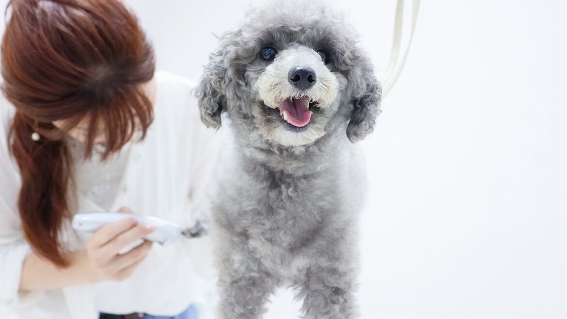 【大変身】愛嬌抜群のトイプードルをサマーカットしたら、、 【大変身】愛嬌抜群のトイプードルをサマーカットしたら、、