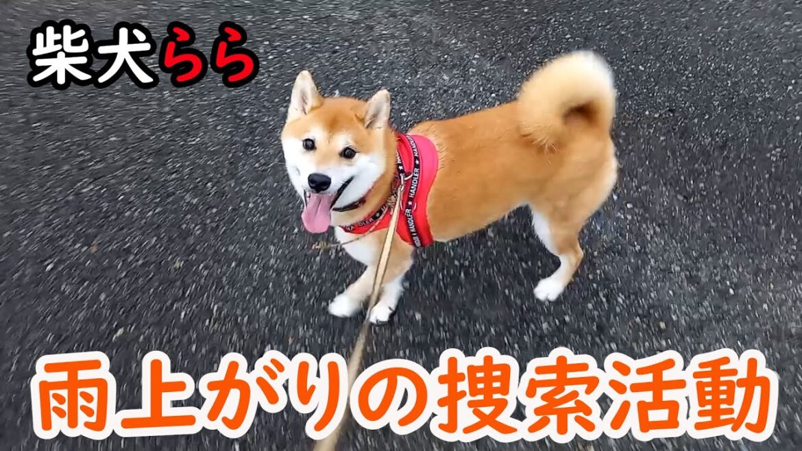 雨上がりの捜索活動
