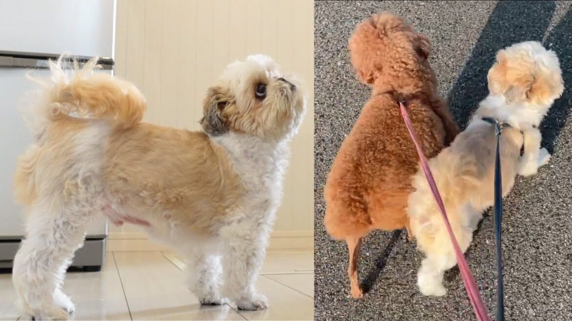 シーズー見ているだけで幸せになる日常が戻ってきたwww~多頭飼い~チワワ・シーズー・ミニチュアピンシャー・トイプードル シーズー見ているだけで幸せになる日常が戻ってきたwww~多頭飼い~チワワ・シーズー・ミニチュアピンシャー・トイプードル