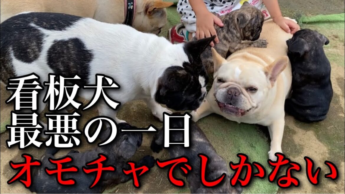 【ルーティンデブ】子犬と子供にメチャクチャにされて散々な1日