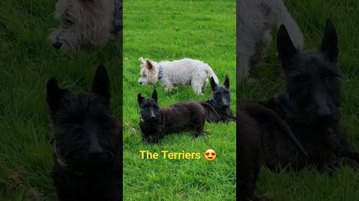 The Three Terriers 😍  #shortsfeed