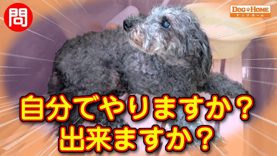 老犬について考える：トリミング先で断られたらどうしますか？　今後の対応・いつかはやってくる衰え【トイプードルのバリーくんのシャンプー編】　୨୧∵トリミング サロン DOG HOME ドッグホーム∵୨୧