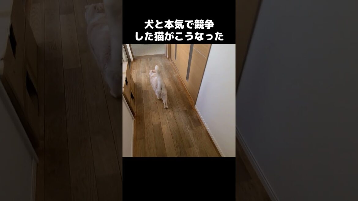 犬と本気で競争したら猫がこうなりました...#shorts