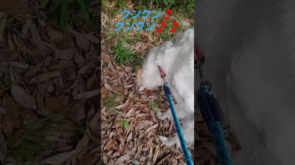 クン活頑張ってるボルゾイ🐕🎵　Borzoi working hard at cunting.