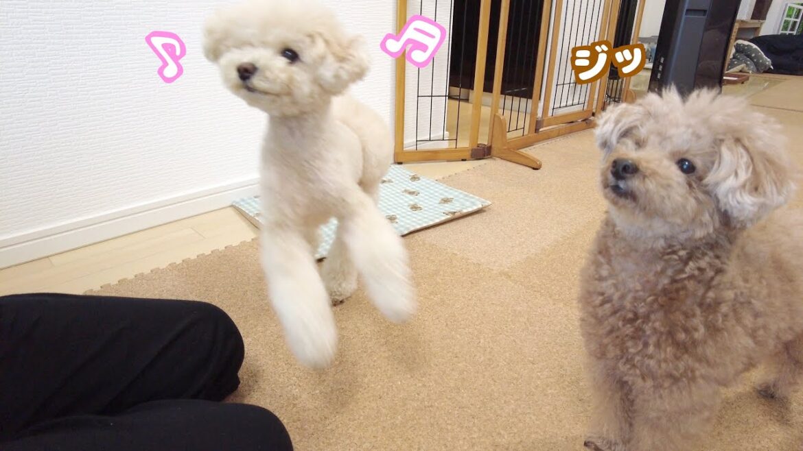 いつもより2時間早い朝に普段よりテンションが高い愛犬たちがこちら