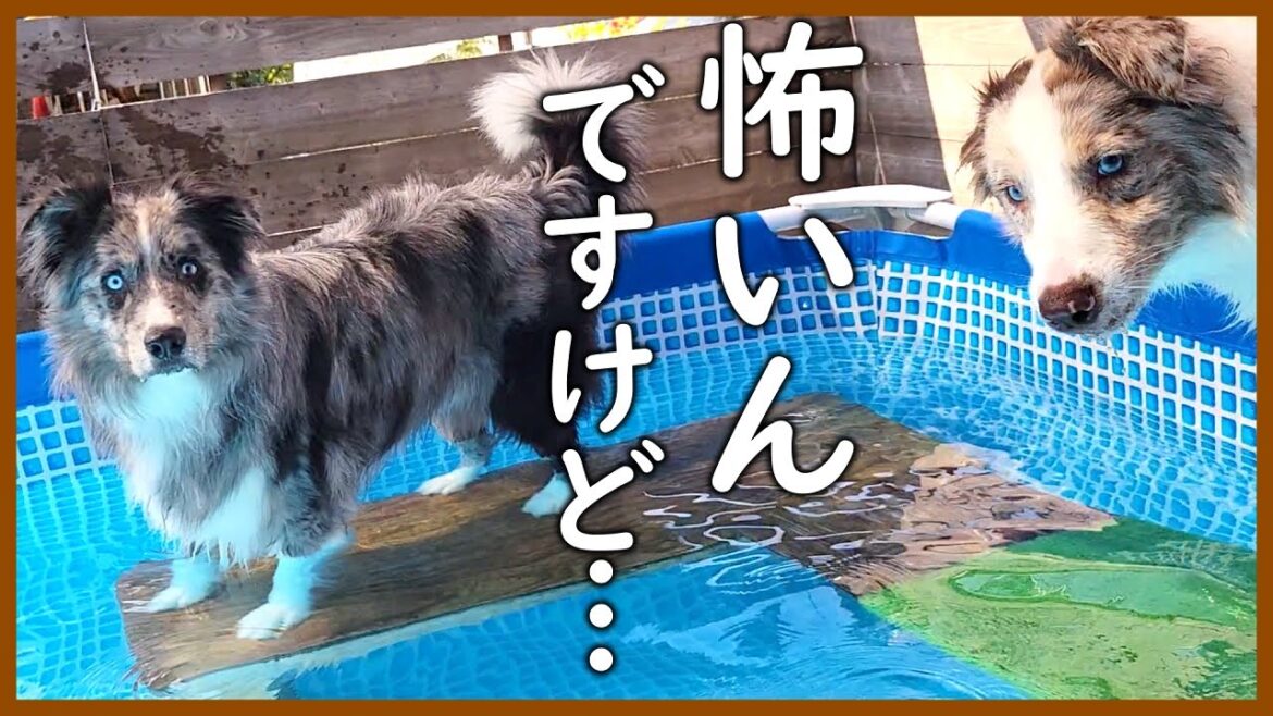 深くなったプールを見てプルプルしちゃうボーダーコリー😂｜アルメイ家♪