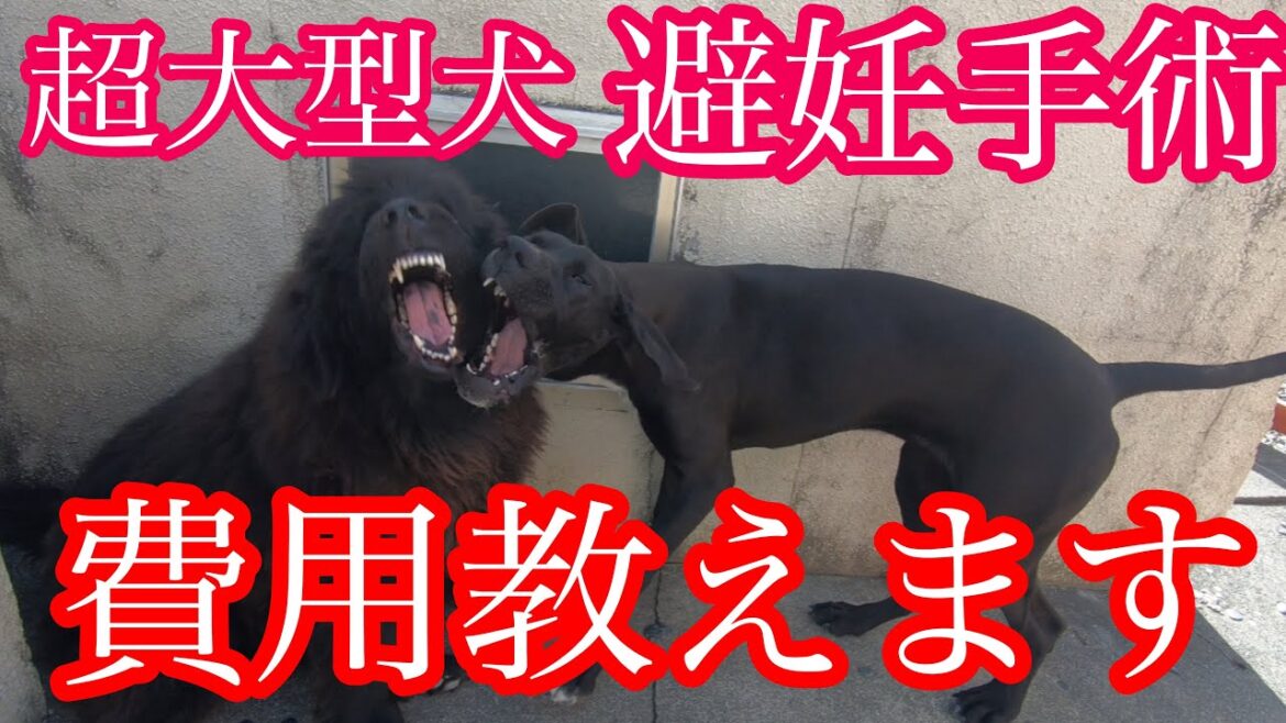 避妊手術 去勢手術 いろいろ教えます‼️ 超大型犬 グレートデーン パピー ニューファンドランド 元保護猫 newfoundland dog Great Dane dog giantdog 渡辺ボス