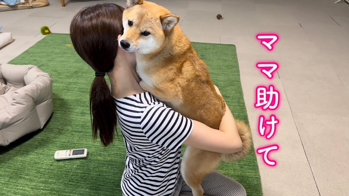 平和な昼下がりが一変、あまり恐怖にママにしがみつき助けを求める柴犬