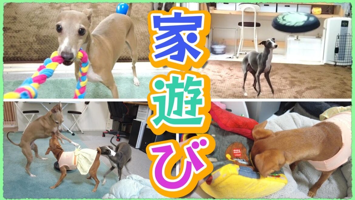猛暑で散歩に行けないイタグレとミニピンと家遊び！
