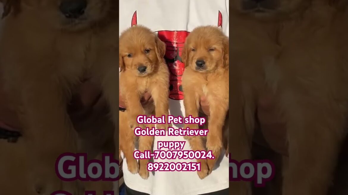 Golden Retriever dog available #petshop #dogs #puppy call 7007950024,8922002151#shorts