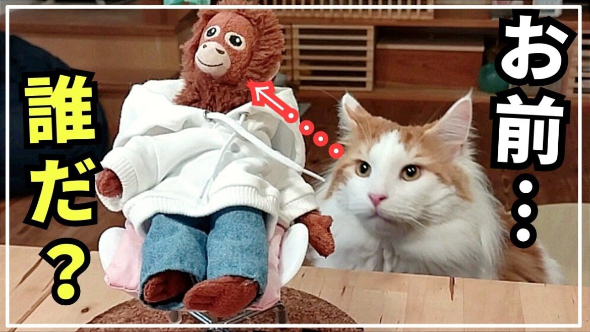 大型猫メインクーンの日常ってこんな感じ！新入りには容赦ない猫