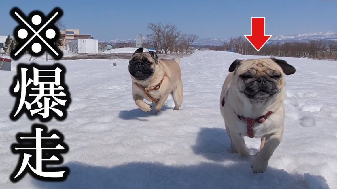 元繁殖犬、生き別れ再び家族になった息子と一緒に大自然を駆け回る姿に感動… 元繁殖犬、生き別れ再び家族になった息子と一緒に大自然を駆け回る姿に感動…